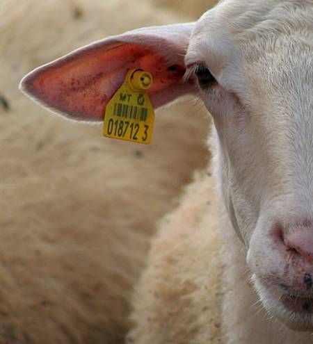 Cropped close-up of a Maltese sheep's face (with ear tag) par John Haslam